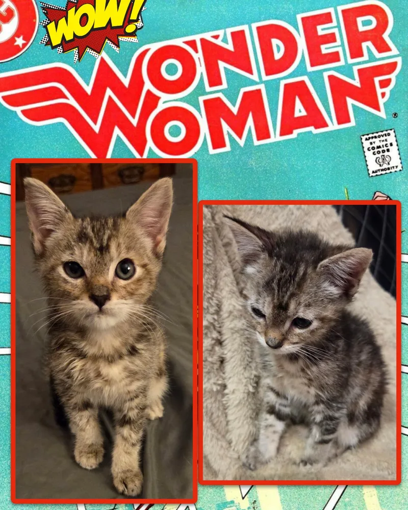 Wonder Woman thumbnail 2