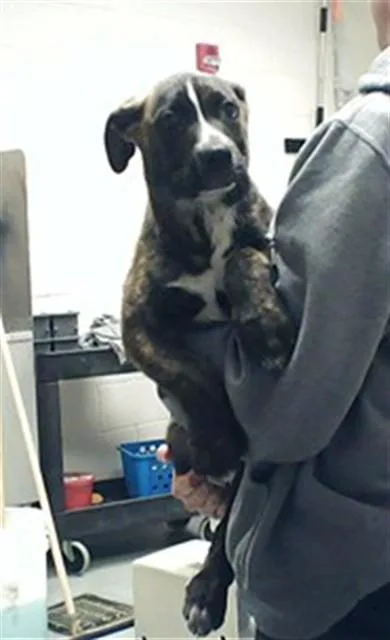 A baby small-sized male German Shepherd Dog dog named Enzo for adoption in Fayetteville, NC