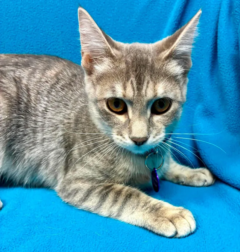 A baby medium-sized female Tabby (Gray / Blue / Silver) Domestic Short Hair cat named Clove for adoption in Alexandria, MN
