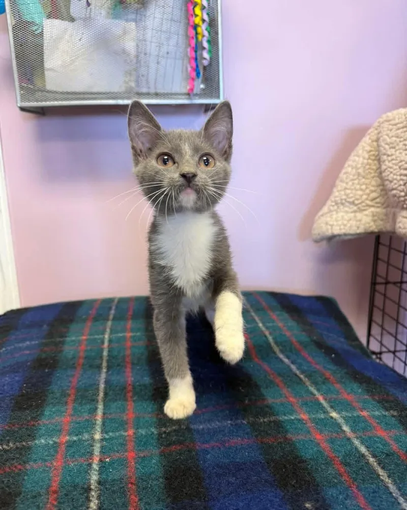 A young small-sized male Gray & White Domestic Short Hair cat named Elvis for adoption in Freeport, NY