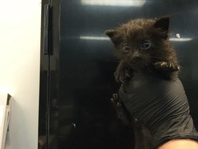 A baby small-sized male Domestic Short Hair cat named Rufus for adoption in Thousand Palms, CA