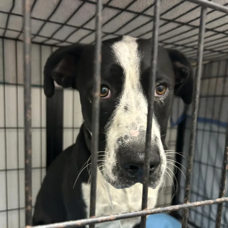 An adult large-sized male Black Mixed Breed dog named Theodore for adoption in Lake Jackson, TX