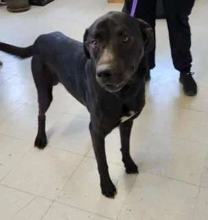 An adult large-sized male Labrador Retriever dog named Scout for adoption in Kingman, AZ