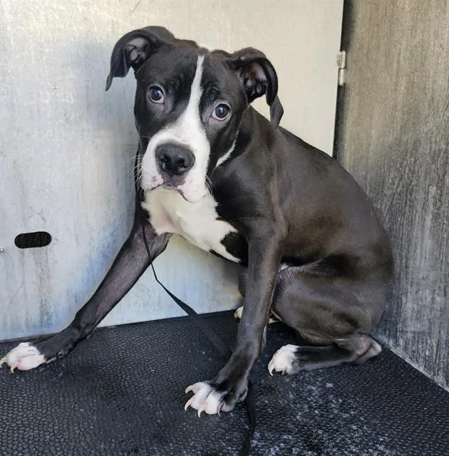 A young small-sized male American Staffordshire Terrier dog named Chucky for adoption in San Antonio, TX