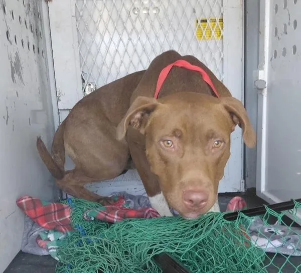 A young large-sized male American Staffordshire Terrier dog named Soto for adoption in Tulare, CA