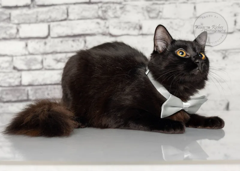 A baby medium-sized male Black Bombay cat named Petey Bonded With for adoption in Tuscaloosa, AL