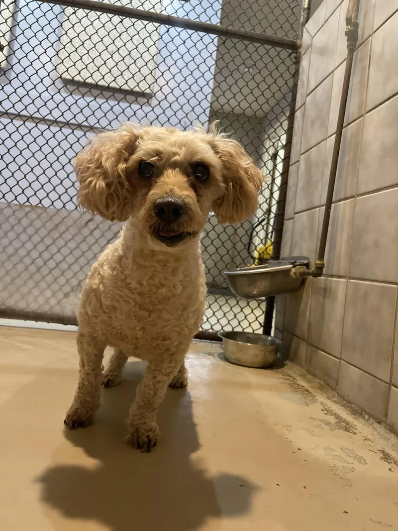 A senior small-sized male Poodle dog named Loui for adoption in Blue Springs, MO