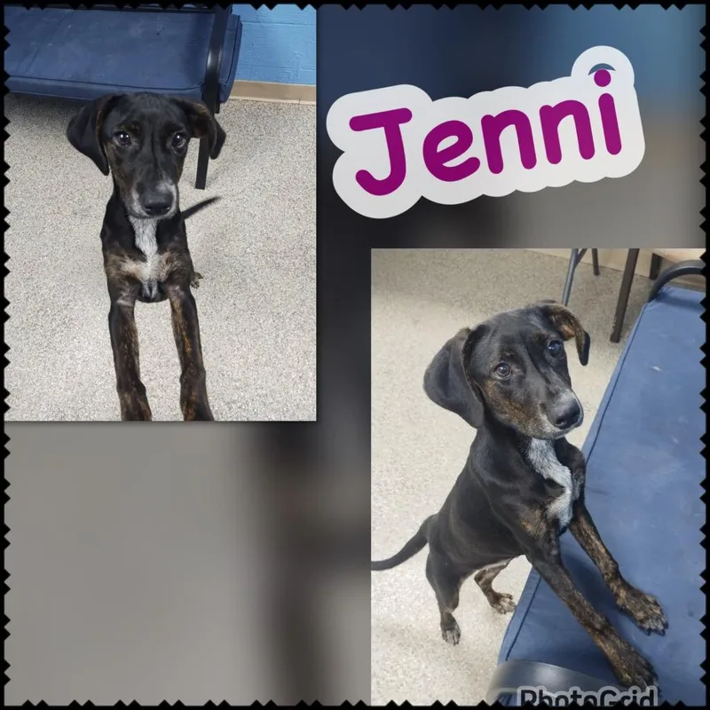 Jenni