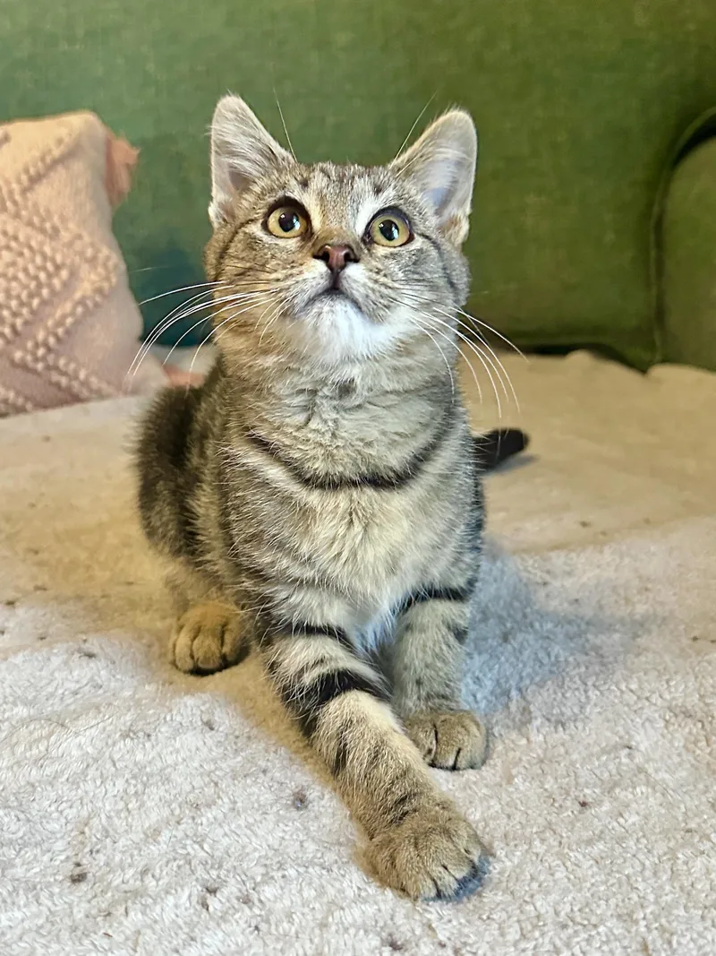 A baby small-sized female Tabby (Brown / Chocolate) Domestic Short Hair cat named Gloria Swanson for adoption in Milwaukee, WI