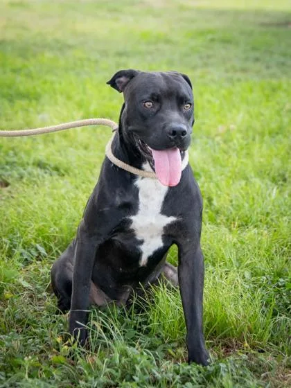 An adult medium-sized male Black Pit Bull Terrier dog named Corbeau for adoption in La Grange, TX
