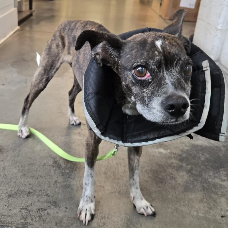 A senior small-sized female Brindle Mixed Breed dog named Ethel for adoption in Pittsburgh, PA