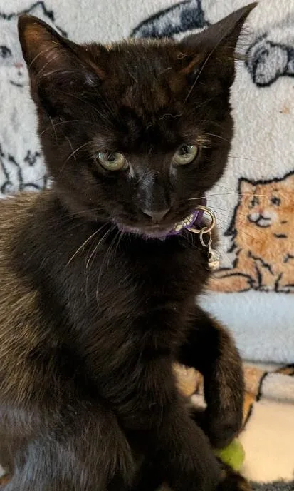 A baby medium-sized female Black Domestic Short Hair cat named Carnita for adoption in Indianapolis, IN