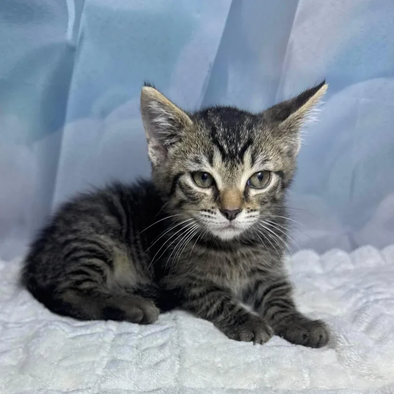 A baby medium-sized male Tabby (Brown / Chocolate) Tabby cat named Hershey for adoption in Greensburg, PA