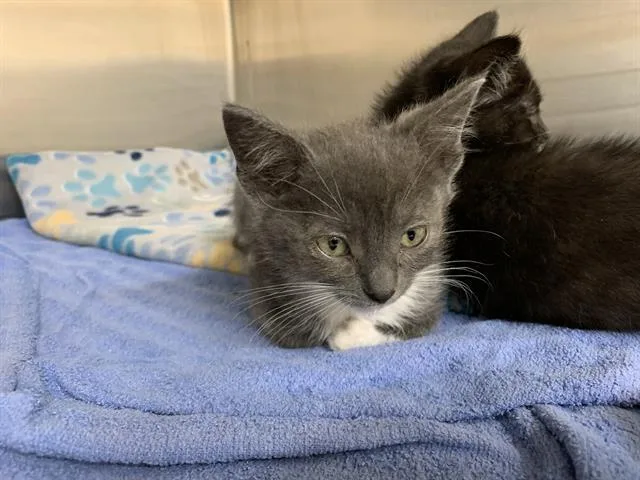 A baby small-sized male Domestic Short Hair cat named Topaz for adoption in Grand Prairie, TX