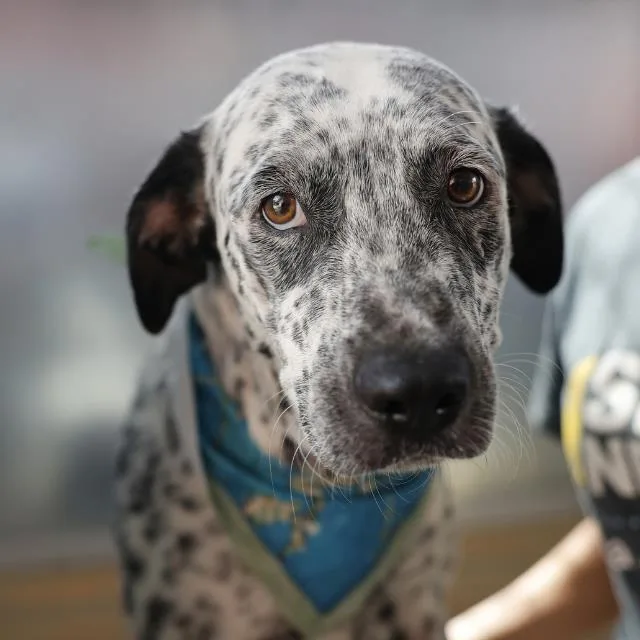 A young medium-sized female Australian Cattle Dog / Blue Heeler dog named Liberty for adoption in San Antonio, TX