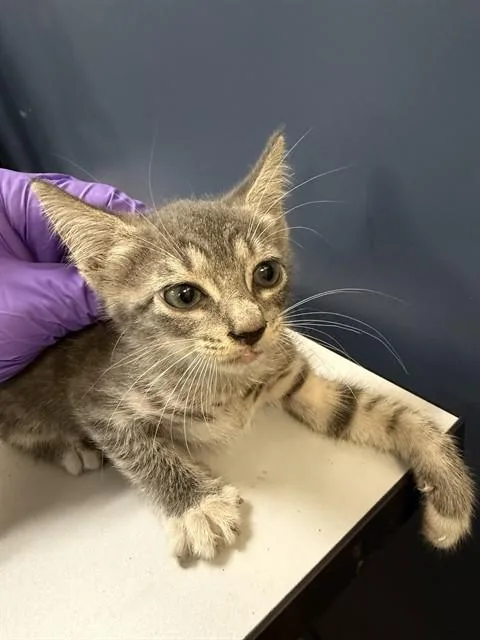 A baby small-sized female Domestic Short Hair cat named Litta for adoption in Miami, FL