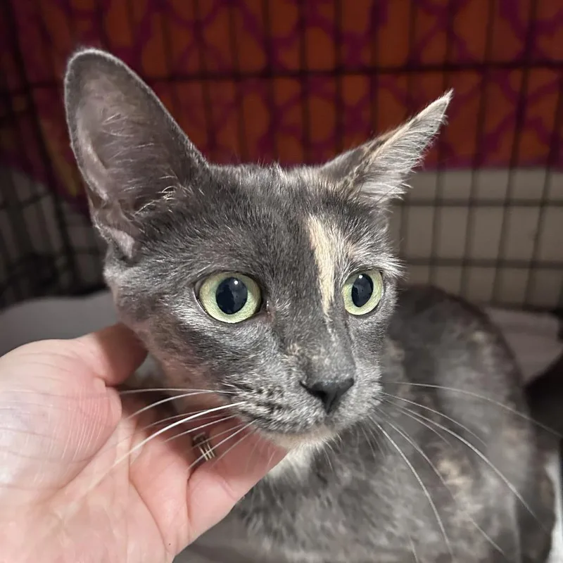 A young medium-sized female Tortoiseshell Domestic Short Hair cat named Schumann Costa Mesa Location for adoption in Chino Hills, CA