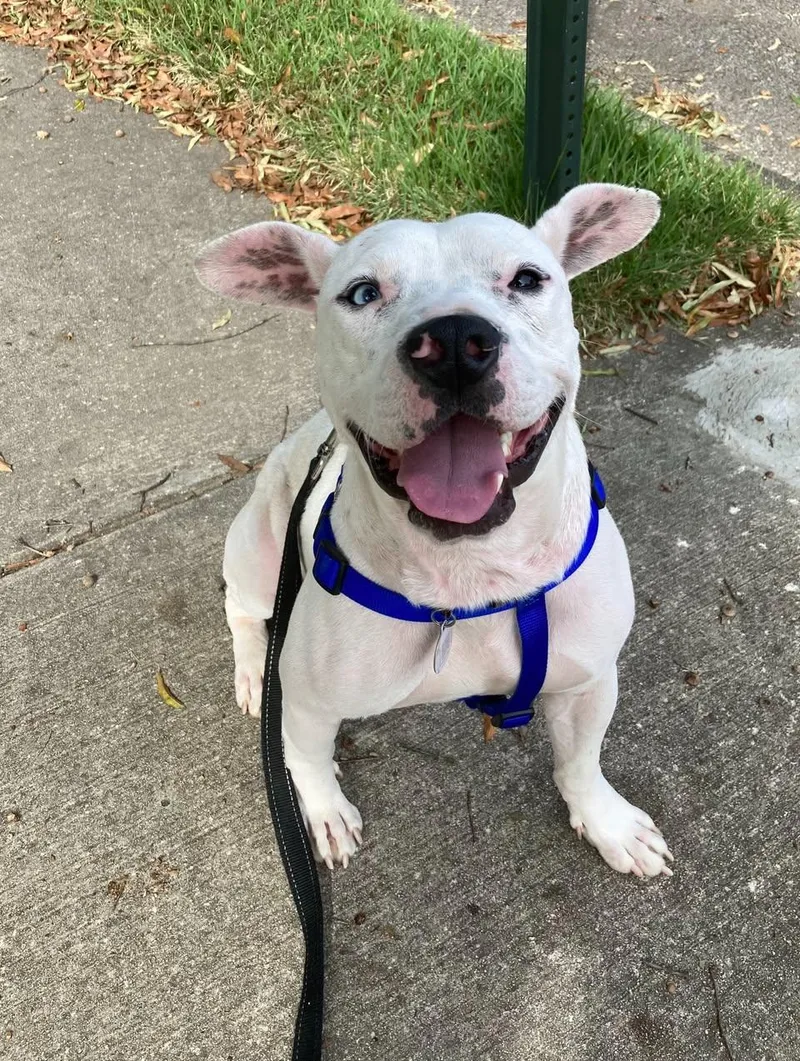 An adult medium-sized male Mixed Breed dog named Zero for adoption in Memphis, TN