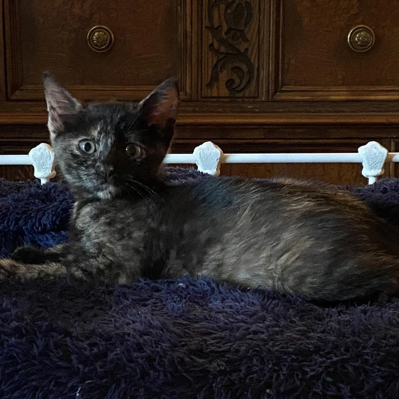 A baby medium-sized female Domestic Short Hair cat named Hearts for adoption in Candler, NC