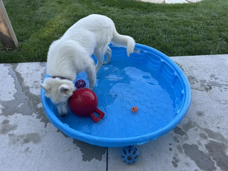 A young medium-sized female White / Cream Husky dog named Aspen for adoption in Grand Island, NE