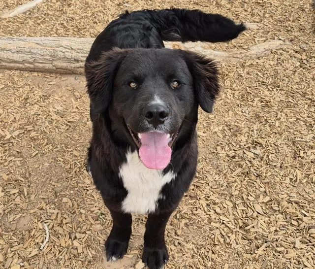 A young medium-sized male Newfoundland Dog dog named Rike for adoption in Albuquerque, NM