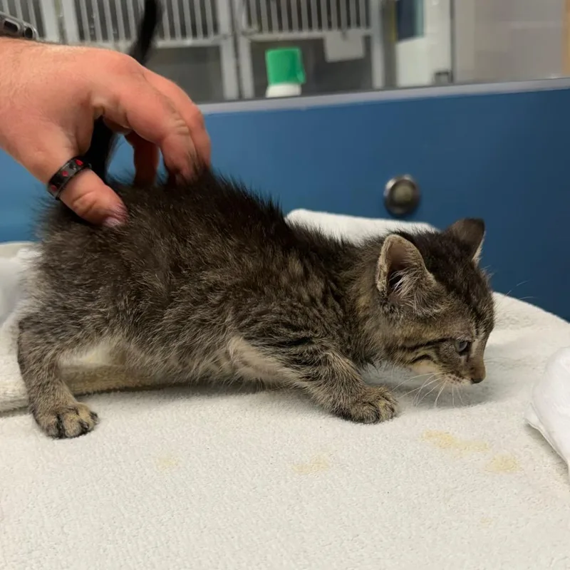 A baby small-sized male Black Domestic Short Hair cat named Nincompoop for adoption in Wichita, KS