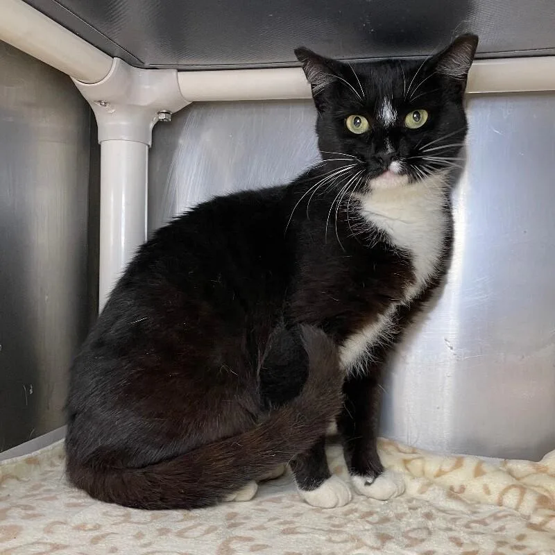 A young medium-sized female Domestic Short Hair cat named Socks for adoption in Roanoke, VA