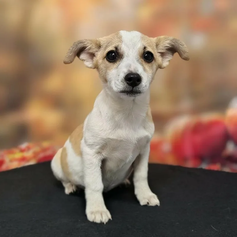 A baby medium-sized female Yellow / Tan / Blond / Fawn Australian Shepherd dog named Mari for adoption in Griswold, CT