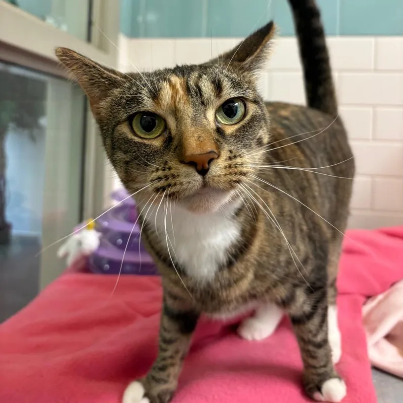 An adult large-sized female Calico Domestic Short Hair cat named Isabella for adoption in Pittsburgh, PA