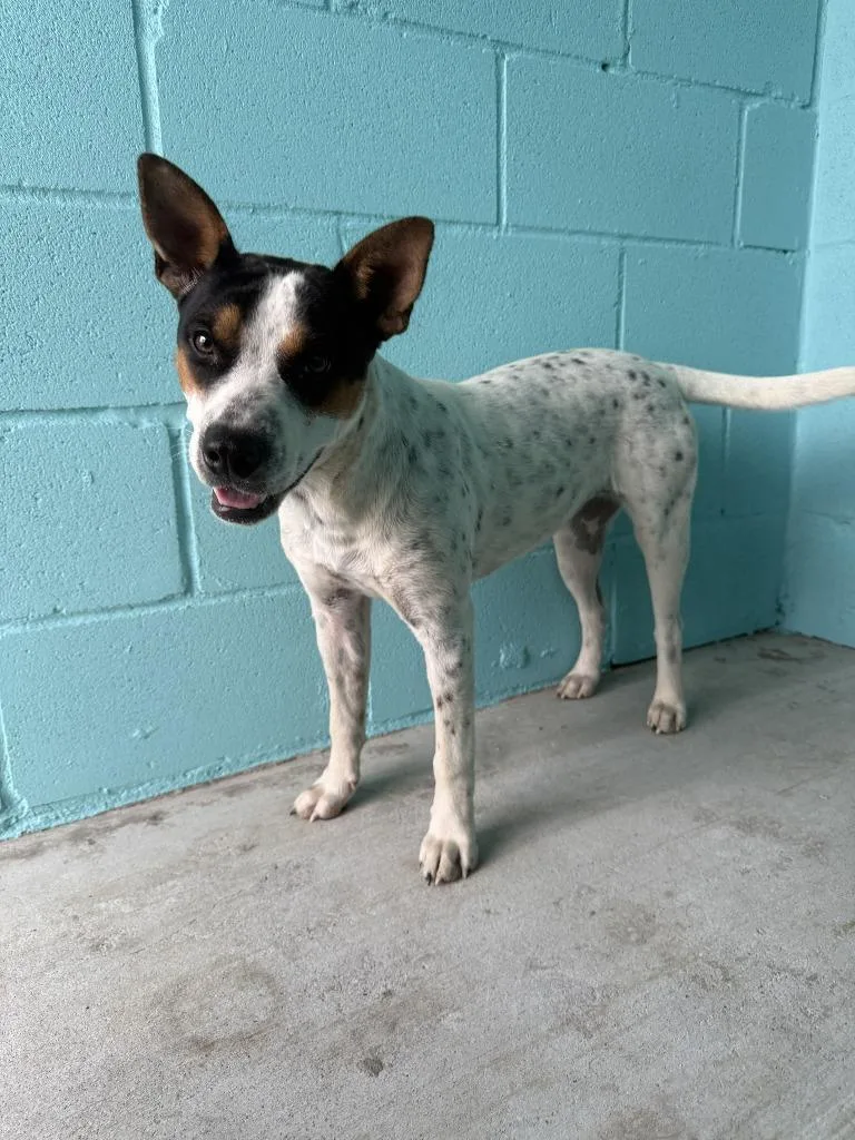 A young small-sized female Australian Cattle Dog / Blue Heeler dog named Minnie for adoption in Glen Rose, TX