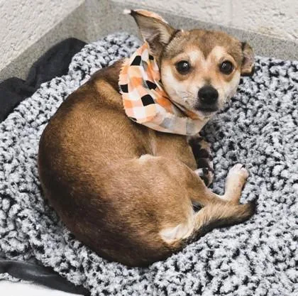 An adult small-sized male Mixed Breed dog named Gobi for adoption in Vero Beach, FL