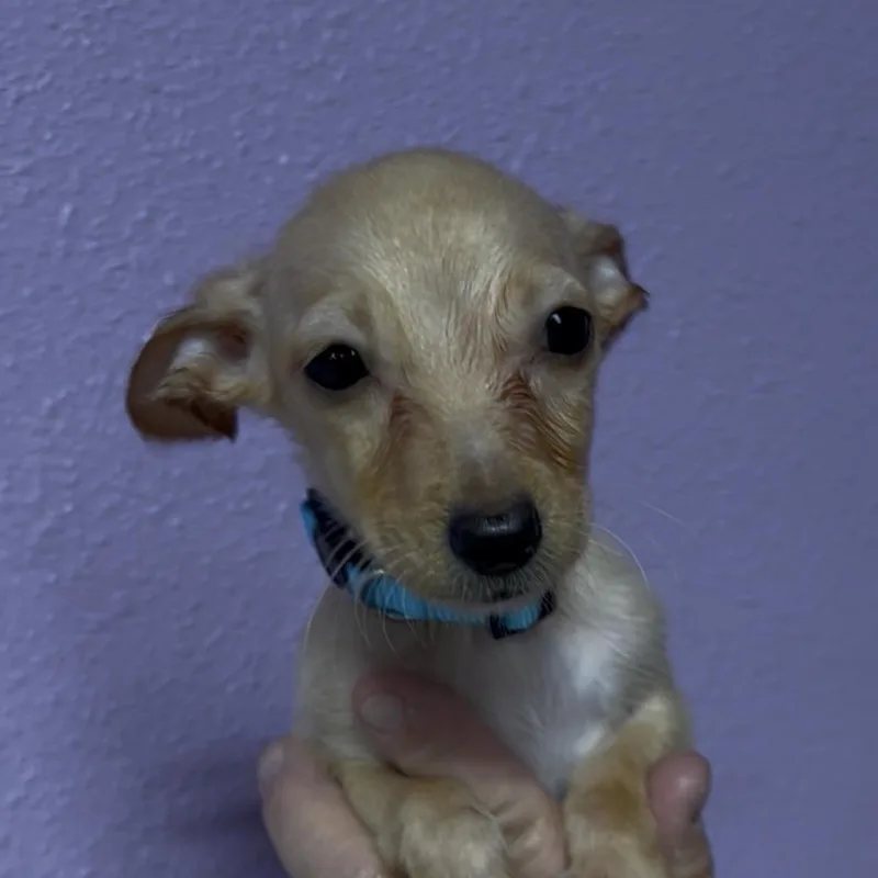 A baby small-sized female Apricot / Beige Chihuahua dog named Pecan for adoption in Woodland, CA