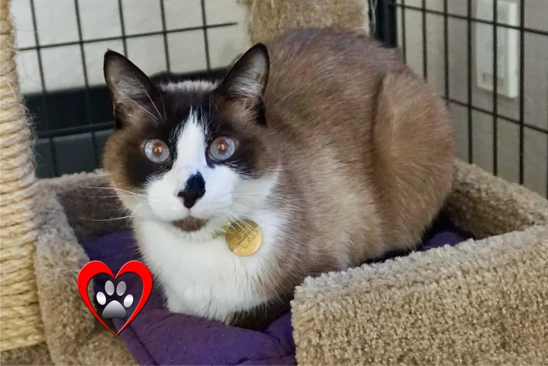 A senior medium-sized male Snowshoe cat named Leo III for adoption in Fountain Hills, AZ