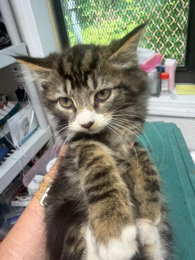 A baby medium-sized female Domestic Medium Hair cat named Cheddar for adoption in Pomona, NY