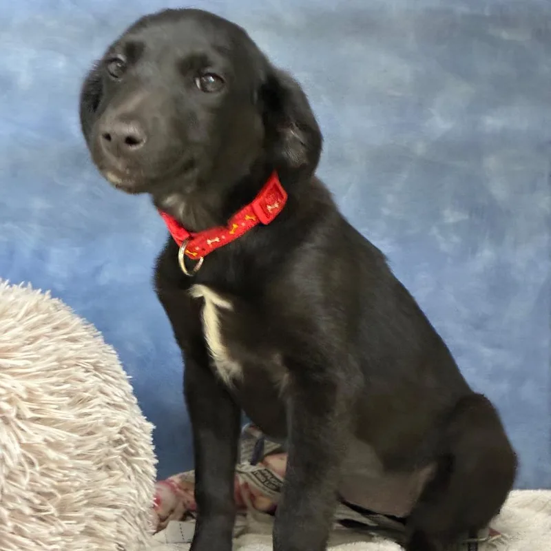 A baby small-sized female Black Catahoula Leopard Dog dog named Vana for adoption in South Elgin, IL