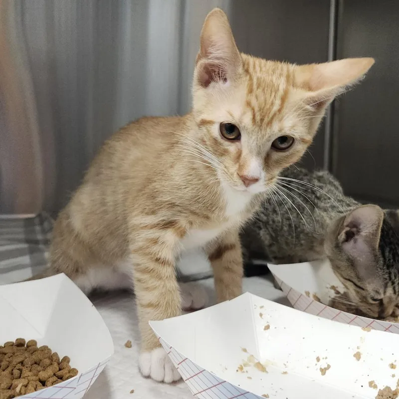 A baby small-sized male Orange / Red Domestic Short Hair cat named Puffball for adoption in Clearwater, FL