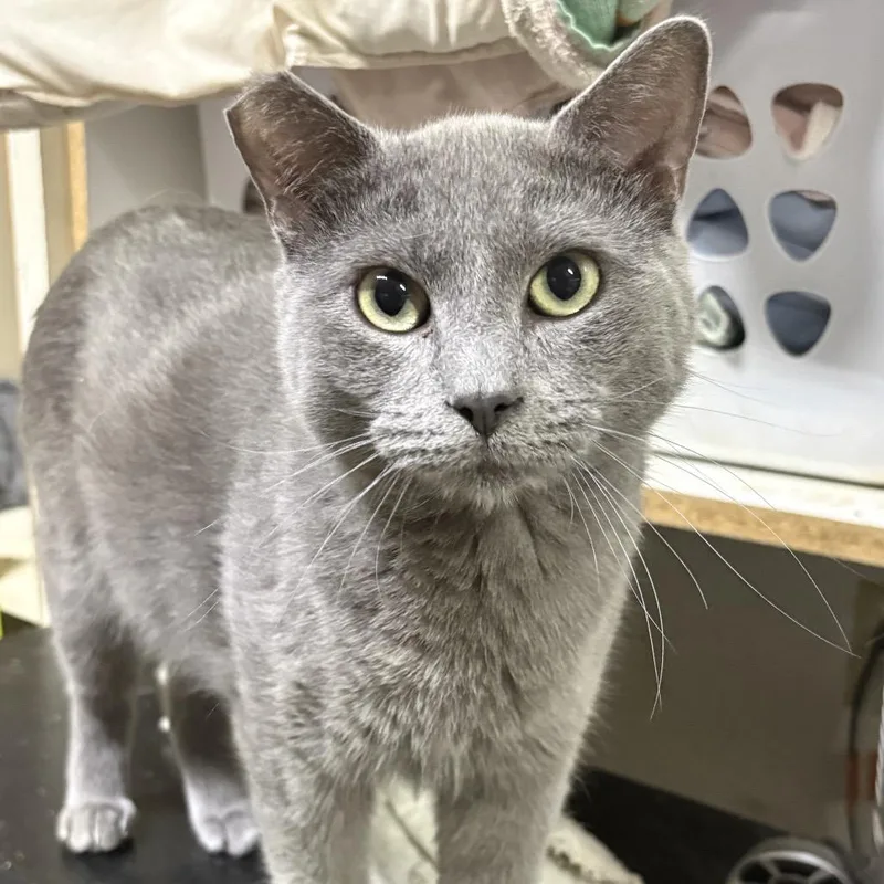 An adult small-sized male Gray / Blue / Silver American Shorthair cat named Hemmingway for adoption in Pittsburg, KS