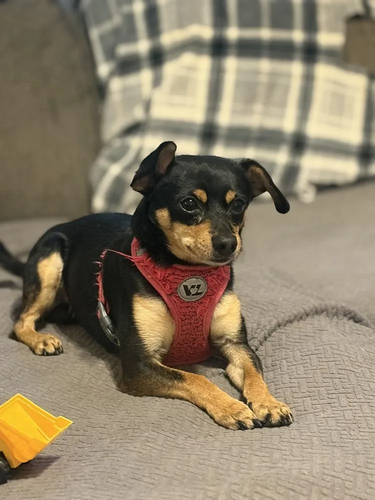 An adult small-sized male Brown / Chocolate Chihuahua dog named Duke for adoption in Jackson, GA