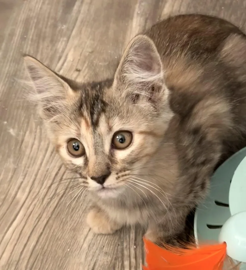 A young medium-sized female Domestic Short Hair cat named Bessie for adoption in Oracle, AZ