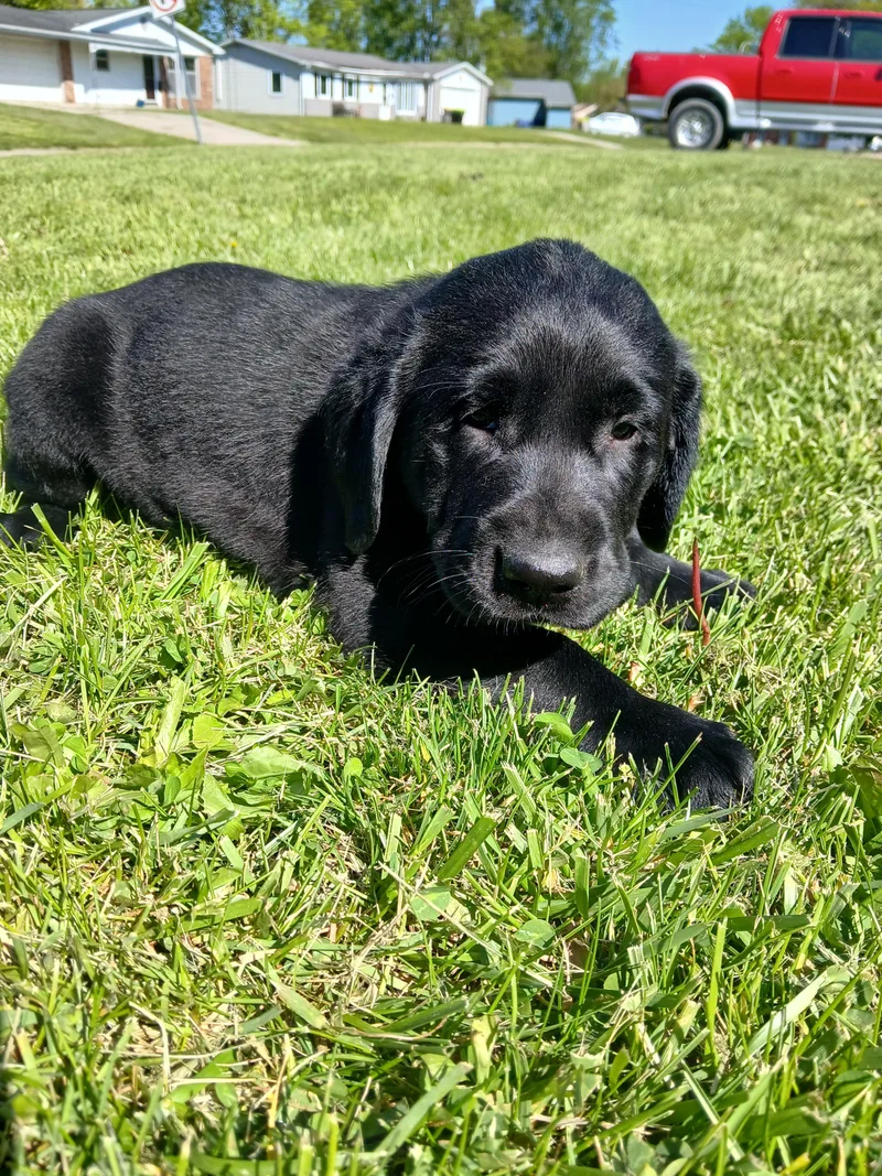 Remy