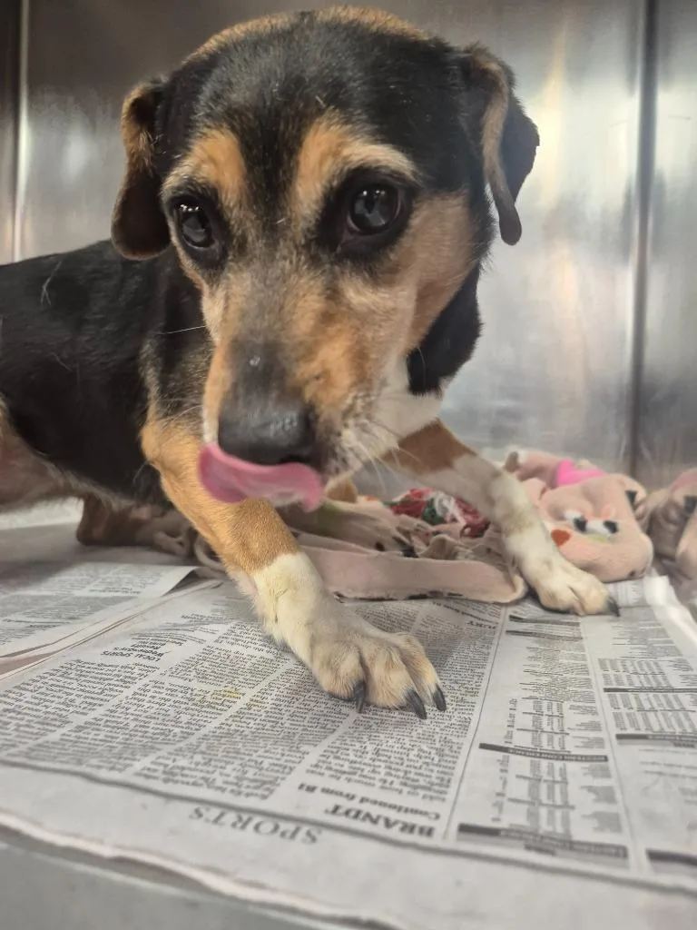 A young medium-sized female Miniature Pinscher dog named Sheba for adoption in Findlay, OH