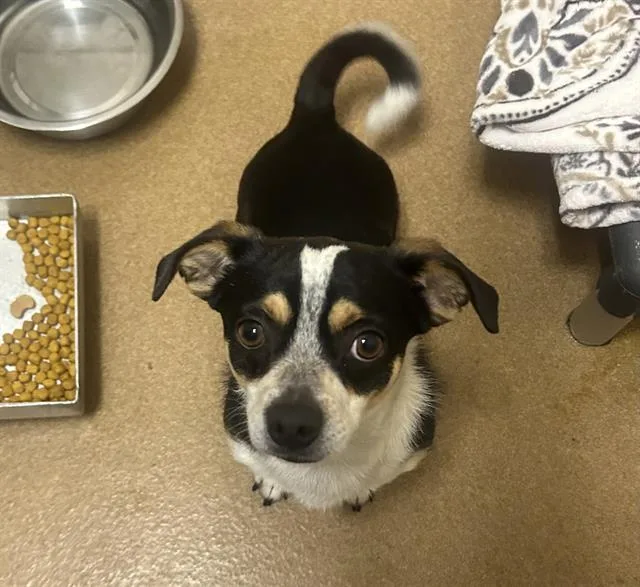 An adult small-sized male Terrier dog named Pavo for adoption in Martinez, CA