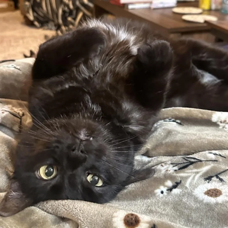 A young large-sized male Black Domestic Short Hair cat named Bugs for adoption in Tacoma, WA