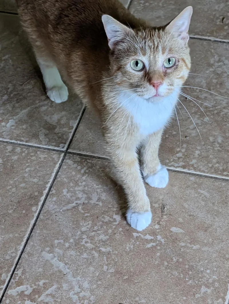 Meow Meow thumbnail 2