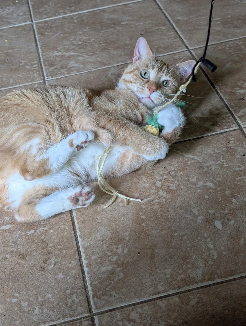 Meow Meow thumbnail 3