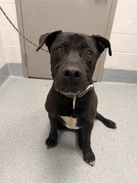 An adult large-sized male Labrador Retriever dog named Bruiser for adoption in Indianapolis, IN