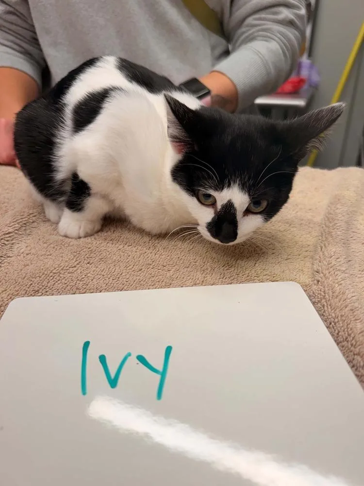 A baby small-sized female Black & White / Tuxedo American Shorthair cat named Ivy for adoption in Vancouver, WA