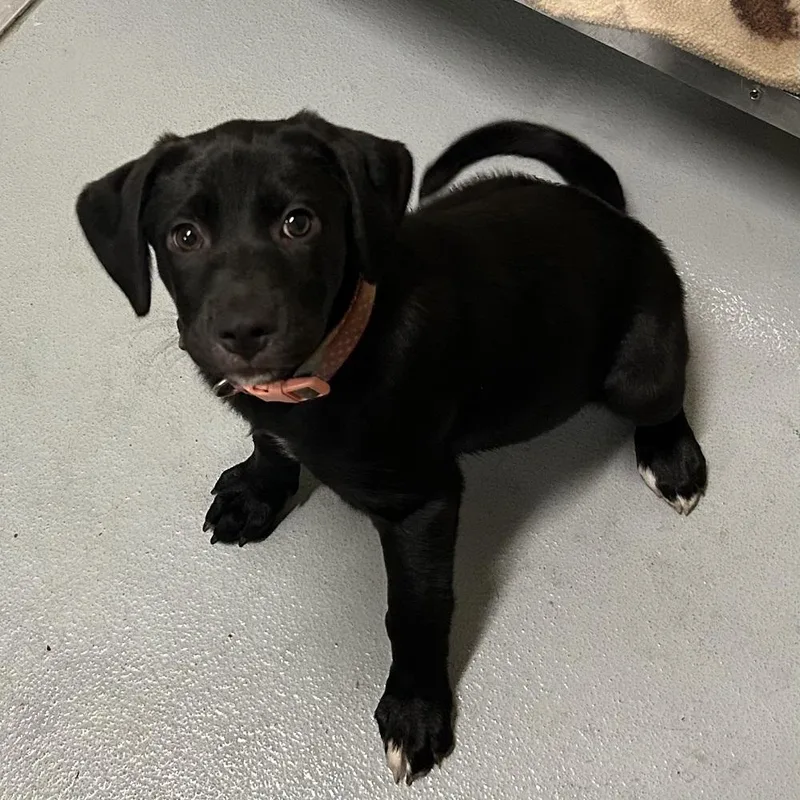 A baby large-sized female Black Labrador Retriever dog named Jessie for adoption in Mason City, IA