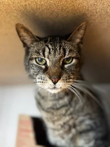 A senior medium-sized male Domestic Short Hair cat named Pepe for adoption in Washington, DC