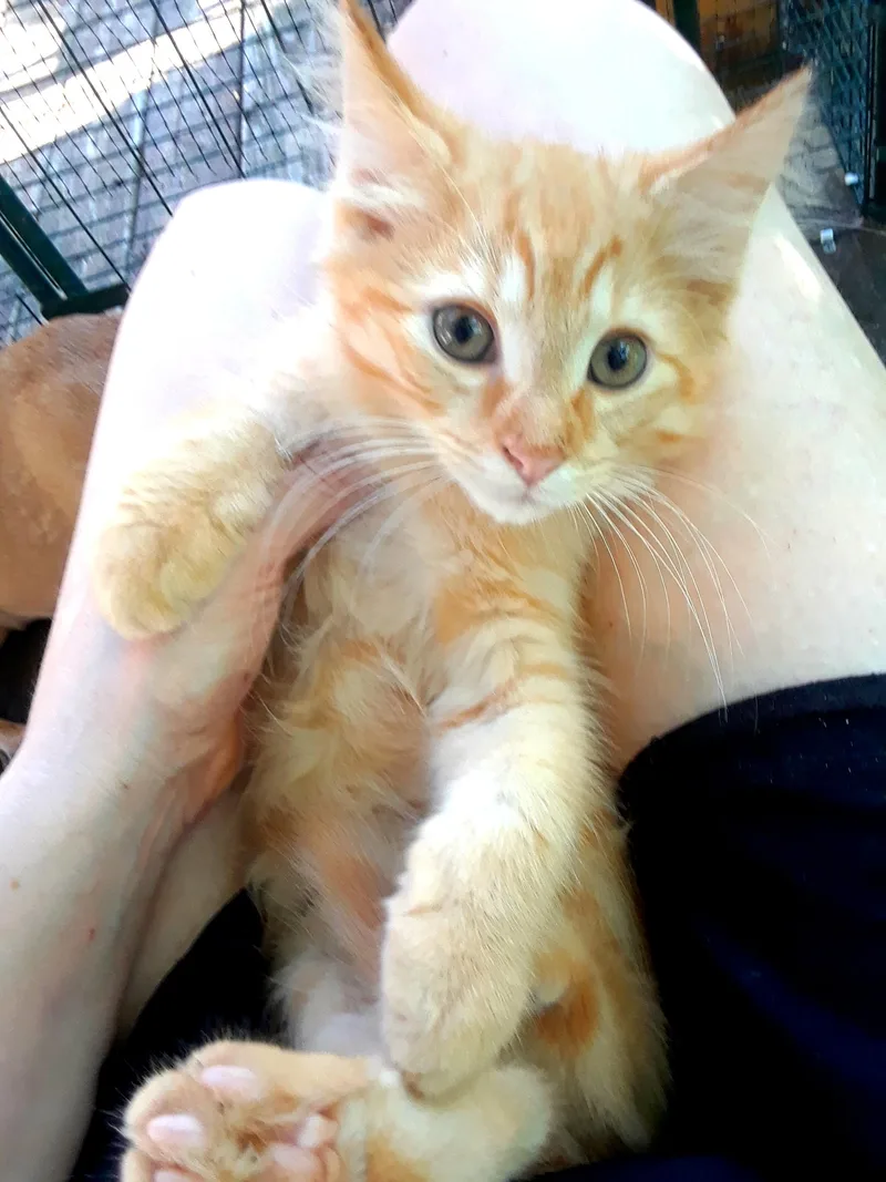 A baby small-sized male Orange / Red Domestic Long Hair cat named CocaCola Light for adoption in Millerton, PA